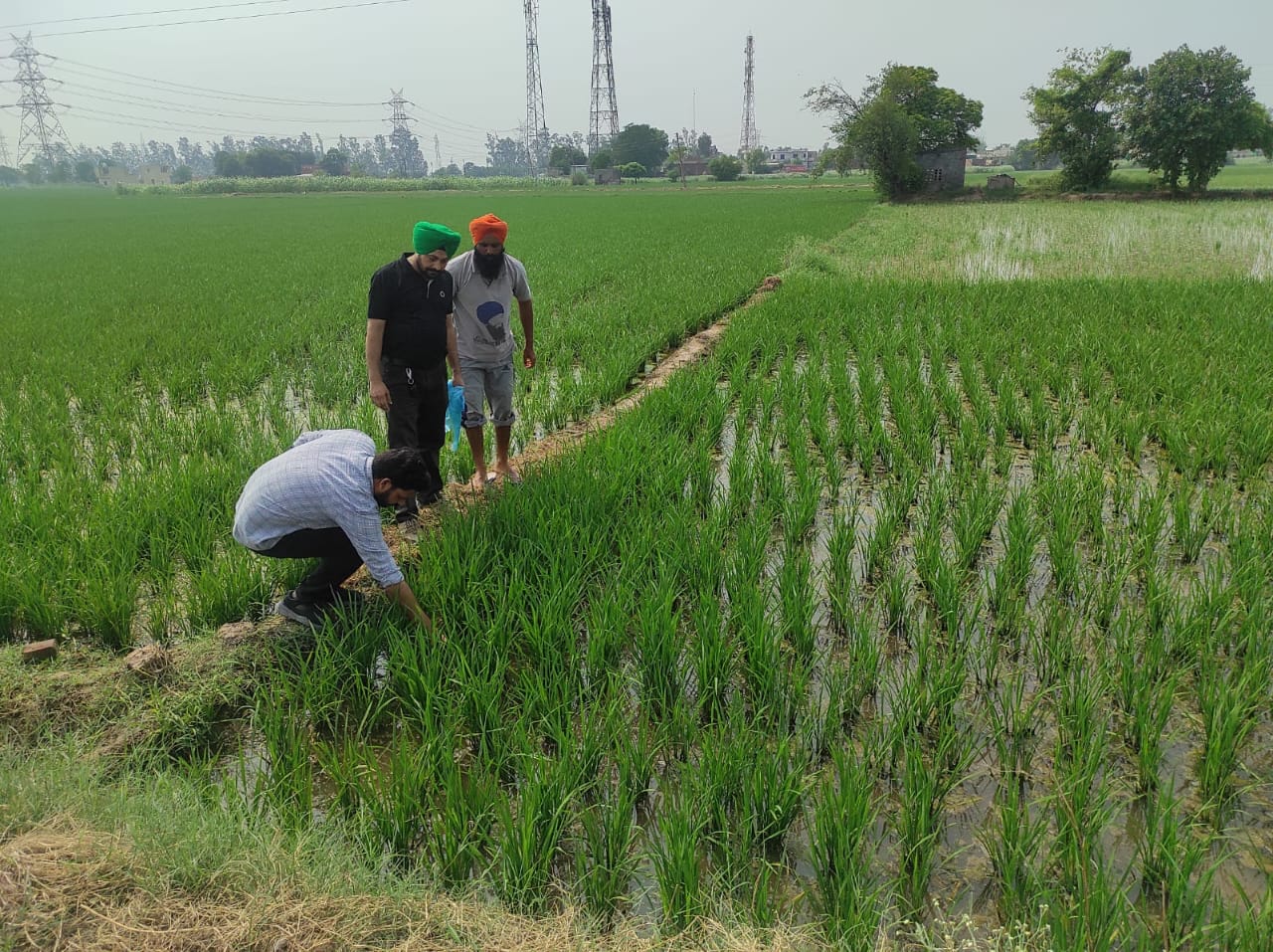 Agricultural scientists alerted the farmers about the wilting of paddy plants